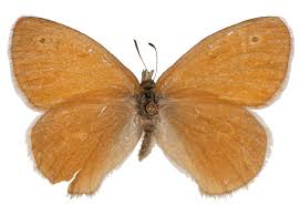 Attēlu rezultāti vaicājumam “Coenonympha tullia”