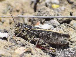 Attēlu rezultāti vaicājumam “Cladopodiella francisci macro”