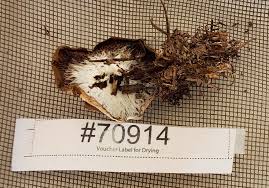 Attēlu rezultāti vaicājumam “Hypomyces armeniacus”