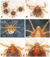 Attēlu rezultāti vaicājumam “Lygistopterus sanguineus larva”