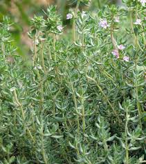 Image result for Thymian