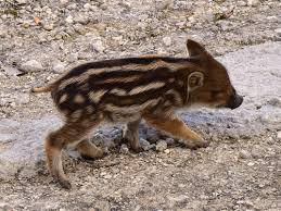 Attēlu rezultāti vaicājumam “Sus scrofa”