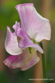 Image result for Lathyrus odoratus