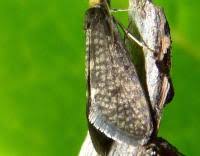 Attēlu rezultāti vaicājumam “Taleporia tubulosa”