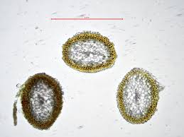 Attēlu rezultāti vaicājumam “Calliergonella lindbergii”