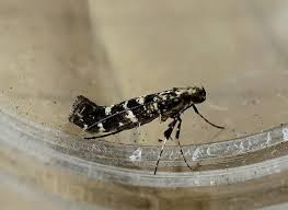 Attēlu rezultāti vaicājumam “Gracillaria syringella”