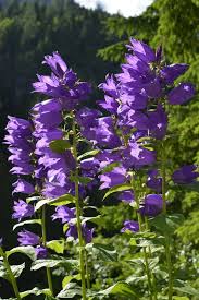 Attēlu rezultāti vaicājumam “Campanula latifolia”