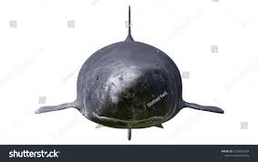 Image result for Somniosus microcephalus