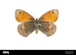 Attēlu rezultāti vaicājumam “Coenonympha pamphilus upperside”