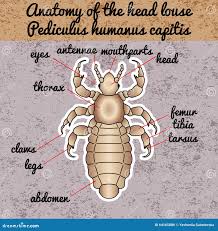 Attēlu rezultāti vaicājumam “Pediculus humanus capitis”