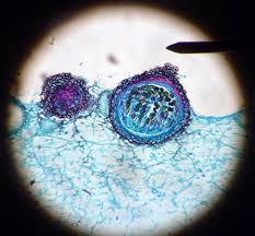 Attēlu rezultāti vaicājumam “Sordaria fimicola”