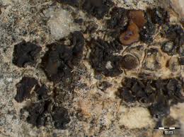 Attēlu rezultāti vaicājumam “Collema flaccidum”