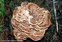 Attēlu rezultāti vaicājumam “Bondarzewia mesenterica”