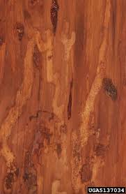 Attēlu rezultāti vaicājumam “Tetropium fuscum”