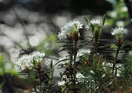 Attēlu rezultāti vaicājumam “Ledum palustre”