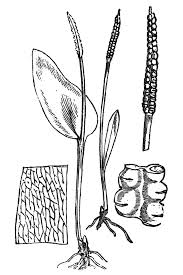 Attēlu rezultāti vaicājumam “Ophioglossum vulgatum”