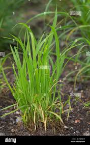 Attēlu rezultāti vaicājumam “Echinochloa crus-galli leaf”