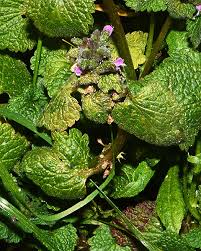 Attēlu rezultāti vaicājumam “Lamium purpureum leaf”