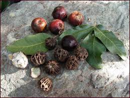Attēlu rezultāti vaicājumam “Danthonia decumbens fruit”