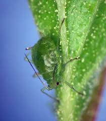 Attēlu rezultāti vaicājumam “Acyrthosiphon”