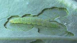 Attēlu rezultāti vaicājumam “Plutella xylostella”