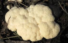 Attēlu rezultāti vaicājumam “Amaurochaete sp.”