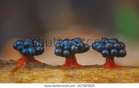 Attēlu rezultāti vaicājumam “Metatrichia vesparia spores”