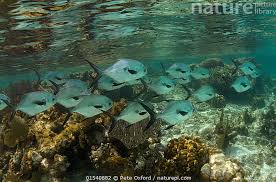 Image result for Trachinotus falcatus