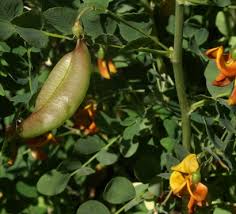 Image result for Colutea x media (arborescens x orientalis)