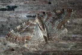 Attēlu rezultāti vaicājumam “Hydria cervinalis”