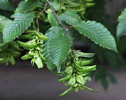 Attēlu rezultāti vaicājumam “Carpinus betulus leaf”