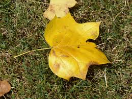 Attēlu rezultāti vaicājumam “Liriodendron tulipifera leaf”