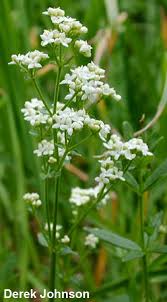 Attēlu rezultāti vaicājumam “Galium boreale fruit”