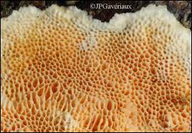 Attēlu rezultāti vaicājumam “Junghuhnia nitida”