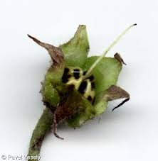 Attēlu rezultāti vaicājumam “Symphytum officinale bud”