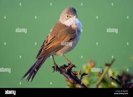 Attēlu rezultāti vaicājumam “Sylvia communis”