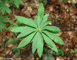 Attēlu rezultāti vaicājumam “Daphne mezereum”