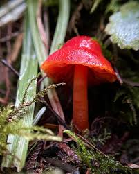 Attēlu rezultāti vaicājumam “Hygrocybe sp.”