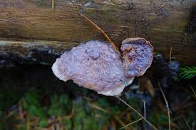Attēlu rezultāti vaicājumam “Leptoporus mollis”