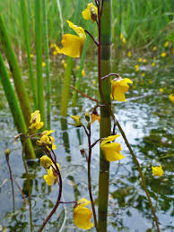 Attēlu rezultāti vaicājumam “Utricularia vulgaris flower”