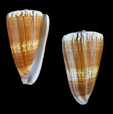 Attēlu rezultāti vaicājumam “Planorbis planorbis”