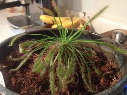 Attēlu rezultāti vaicājumam “Drosera anglica fruit”