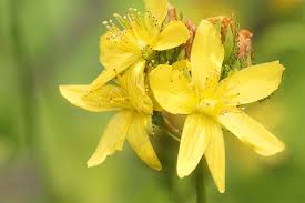 Image result for Johanniskraut