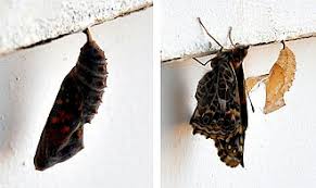 Attēlu rezultāti vaicājumam “Vanessa cardui underside”