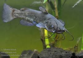 Image result for Ameiurus catus