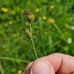 Attēlu rezultāti vaicājumam “Carex cespitosa”