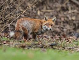 Attēlu rezultāti vaicājumam “Vulpes vulpes  juvenile”