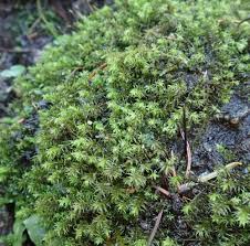 Attēlu rezultāti vaicājumam “Dichodontium pellucidum”