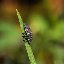 Attēlu rezultāti vaicājumam “Coccinella septempunctata larva”