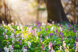 Attēlu rezultāti vaicājumam “Corydalis cava flower”